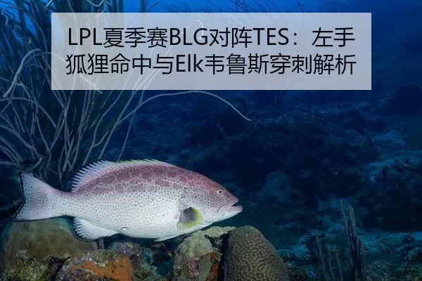 LPL夏季赛BLG对阵TES：左手狐狸命中与Elk韦鲁斯穿刺解析