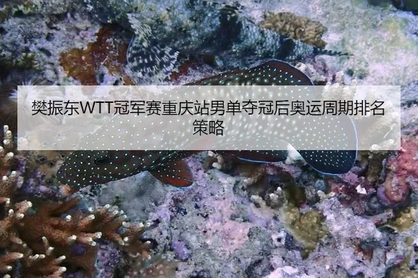 樊振东WTT冠军赛重庆站男单夺冠后奥运周期排名策略
